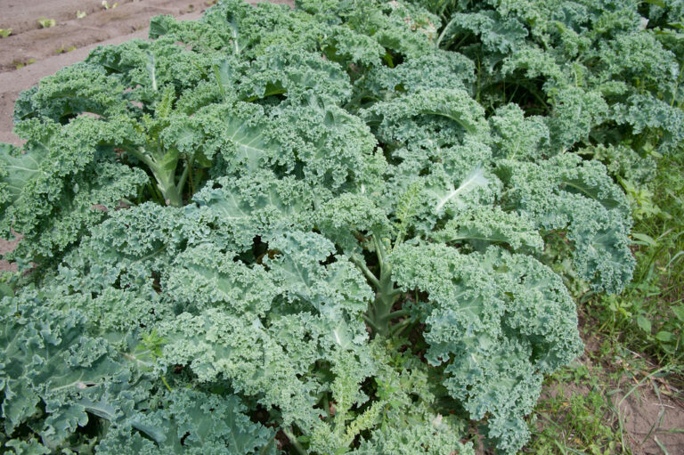 Kale vs Spinach: Which Is Healthier?